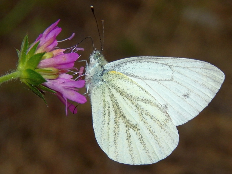Pieris napi